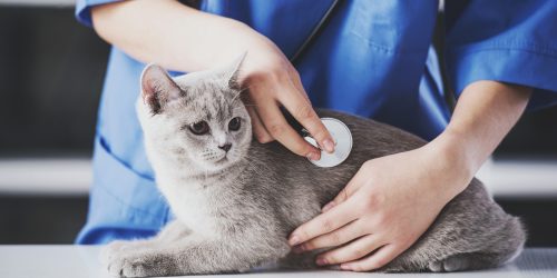 Girl veterinarian in blue dressing gown listening to stethoscope of cute cat.Veterinarian concept.