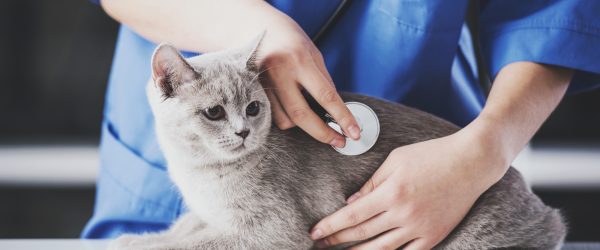 Girl veterinarian in blue dressing gown listening to stethoscope of cute cat.Veterinarian concept.