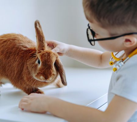 cute-little-boy-playing-vet-with-little-rabbit-examining-its-ears-high-quality-photo